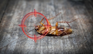 5 Common Entry Points for Pests in Your Home and How Our Perimeter Service Can Help
